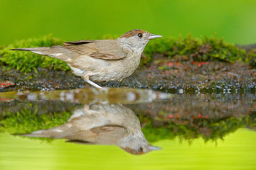 Water mirror reflection. Blackcap, Sylvia atricapolla sitting in the water, nice lichen tree branch, bird in the nature habitat, spring, nesting time, Germany. Grey songbird with mirror reflection.