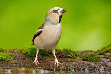 Hawfinch, Coccothraustes coccothraustes, brown songbird sitting in the water, nice lichen tree branch, bird in the nature habitat, spring - nesting time, reflection, mirroring Germany. Song bird water