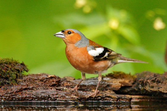 Chaffinch, Fringilla coelebs, orange songbird sitting on the nice lichen tree branch with, little bird in nature forest habitat, clear green background, Germany. Wildlife scene from nature.