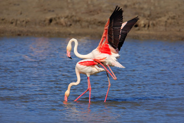 Fototapeta premium Bird love in water. Pair of flamingos. Two animal mating, walking in lake. Pink big bird Greater Flamingo, Phoenicopterus ruber, in the water, Camargue, France. Wildlife bird behaviour, nature habitat