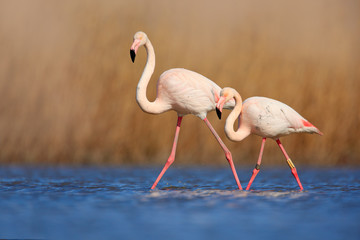 Naklejka premium Pair of flamingos. Bird love in blue water. Two animal, walking in lake. Pink big bird Greater Flamingo, Phoenicopterus ruber, in the water, Camargue, France. Wildlife bird behaviour, nature habitat