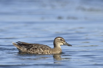 Garganey (Anas querquedula), Greece