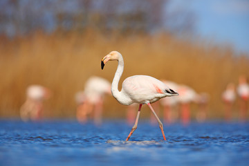 Flamingo in nature habitat. Beautiful water bird. Pink big bird Greater Flamingo, Phoenicopterus ruber, in the water, Camargue, France. Flamingo walk in water. Wildlife animal scene from nature.