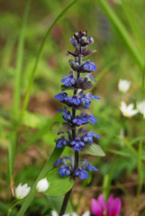 Bugola (Ajuga reptans) infiorescenza - primo piano