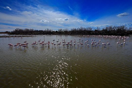 Flock of Greater Flamingo, Phoenicopterus ruber, nice pink bird, dancing in the water, animal in the nature habitat. Blue sky and clouds, Camargue, France, Europe. Nature reserve, France. Summer sun.