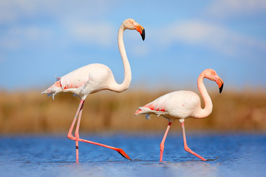 Pair of flamingos. Bird love in blue water. Two animal, walking in lake. Pink big bird Greater Flamingo, Phoenicopterus ruber, in the water, Camargue, France. Wildlife bird behaviour, nature habitat