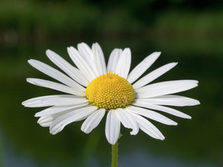 Obraz premium Ox Eye Daisy (Chrysanthemum leucanthemum)