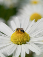 Obraz premium Honey bee on Ox Eye Daisy Chrysanthemum leucanthemum