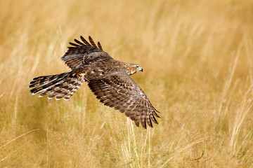 Flying bird of prey Goshawk, Accipiter gentilis, with yellow summer meadow in the background, bird in the nature habitat, action scene, German. Wildlife scene from nature. Animal in the wood.
