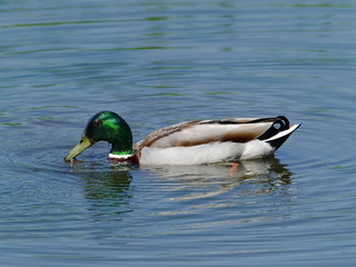 Male Mallard (Anas platyrhynchos) Duck in breeding plumage