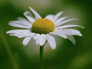 Ox Eye Daisy (Chrysanthemum leucanthemum)
