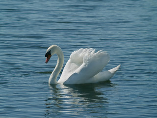 Adult Mute Swan (Cygnus olor) engaging in busking or threat display