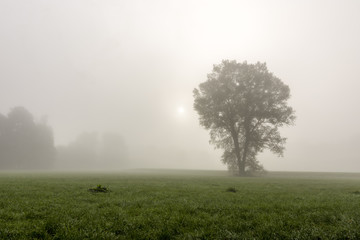 Baum im Nebel am Morgen - 181609166