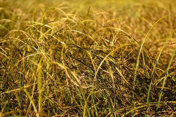 Yellow dried grass close-up