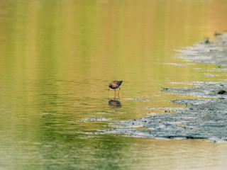 Common Redshank (Tringa totanus) wading