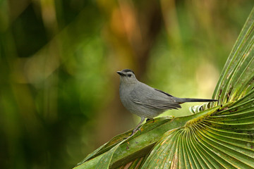 Gray catbird, Dumetella carolinensis, birdwatching in Central America.  Forest animal. Wildlife scene from nature, Belize. Grey bird in the nature habitat. Tanager sitting on the green palm tree.