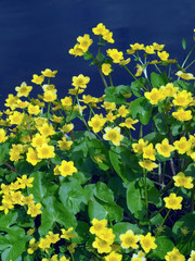 Marsh Marigold (Caltha palustris)