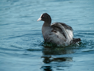 Coot (Fulica atra)]