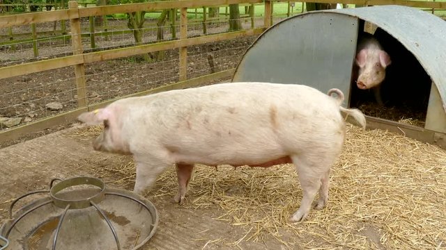 Two British lop pigs in their pigsty.