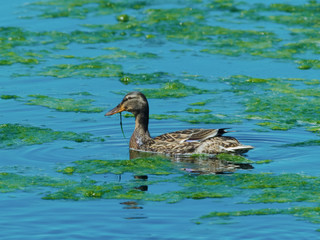 female Mallard (Anas platyrhynchos) Duck