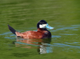 Male Ruddy Duck (Oxyura jamaicensis) - 181609551