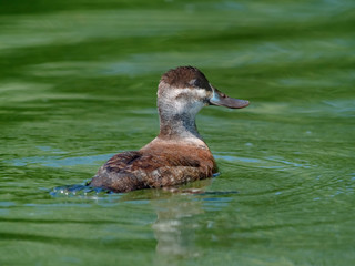 female Ruddy Duck (Oxyura jamaicensis)