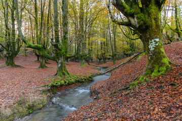 Hayedo de Otzarreta, Parque Natural del Gorbea, Vizcaya (España)