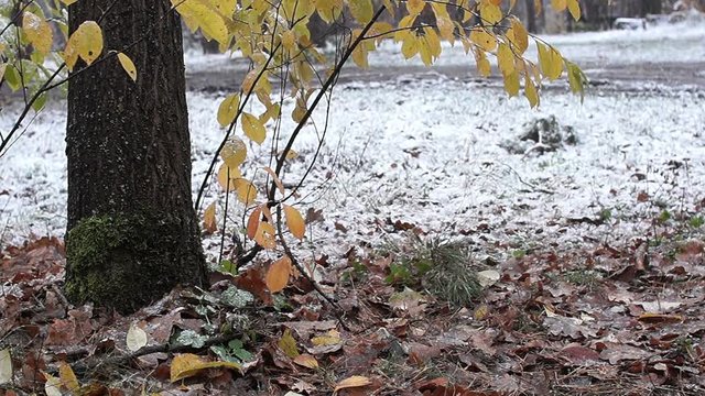 Early winter. White snow falls on the yellow leaves of the trees. Panorama.