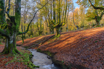 Fototapeta premium Otzarreta beech forest, Gorbea Natural Park, Vizcaya, Spain