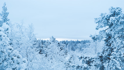 Snowy trees in lapland