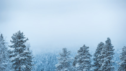 Fototapeta na wymiar Snowy trees in lapland
