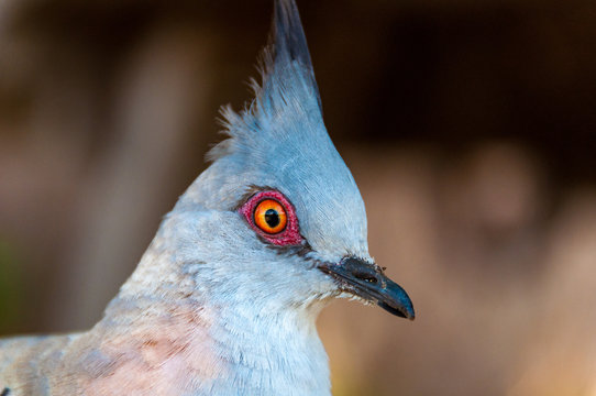 Close up portrait of crested pigeon bird