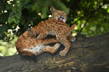 Euroasian lynx in the bavarian national park in eastern germany, european wild cats, animals in european forests, lynx lynx 