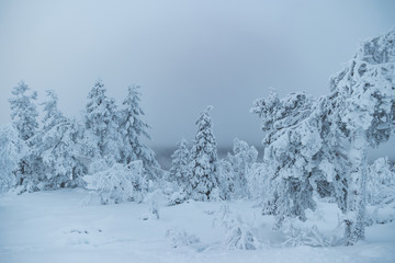 Snowy trees in lapland