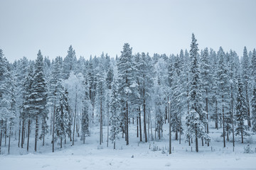Snowy trees in lapland