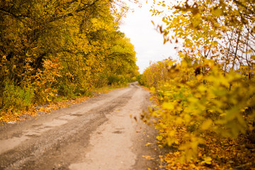 dirt road in the autumn