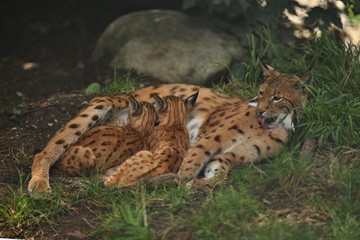 Euroasian lynx in the bavarian national park in eastern germany, european wild cats, animals in european forests, lynx lynx 