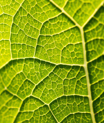 Obraz premium green leaf of a tree as a background