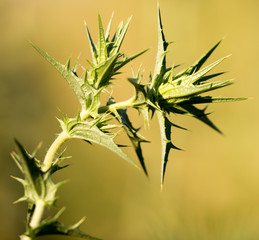 prickly plant in the park in the open air