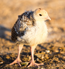 small turkey chickens graze on the farm