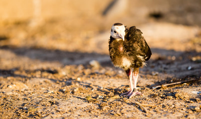 small turkey chickens graze on the farm