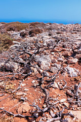 bunch of dead wood in island karpathos