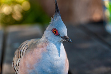 Close up portrait of crested pigeon bird