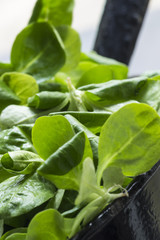 Feldsalat in einem schwrzen Sieb als close up
