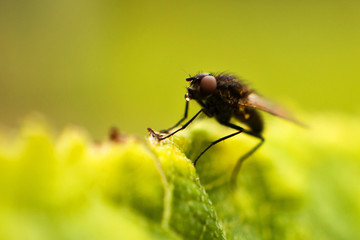 fly fly closeup. a fly on a leaf