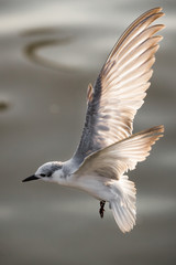 Baby seagull flying and open wings in the air at Bangpu beach, Samutprakarn province of Thailand. Seagulls fly from north to Bangpu every winter season.