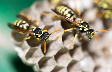 A wasp for hives in nature