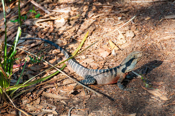 eastern water dragon lizard on the ground © Olga K
