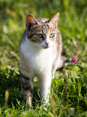 cat walking in the grass outdoors