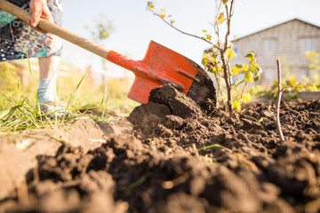 Fototapeta premium a woman digs a garden with a shovel